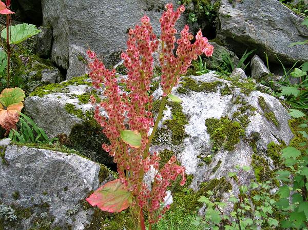 Himalayan Rhubarb